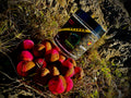 Boilies Equilibrados de Colores 20 mm – Kompas Baits