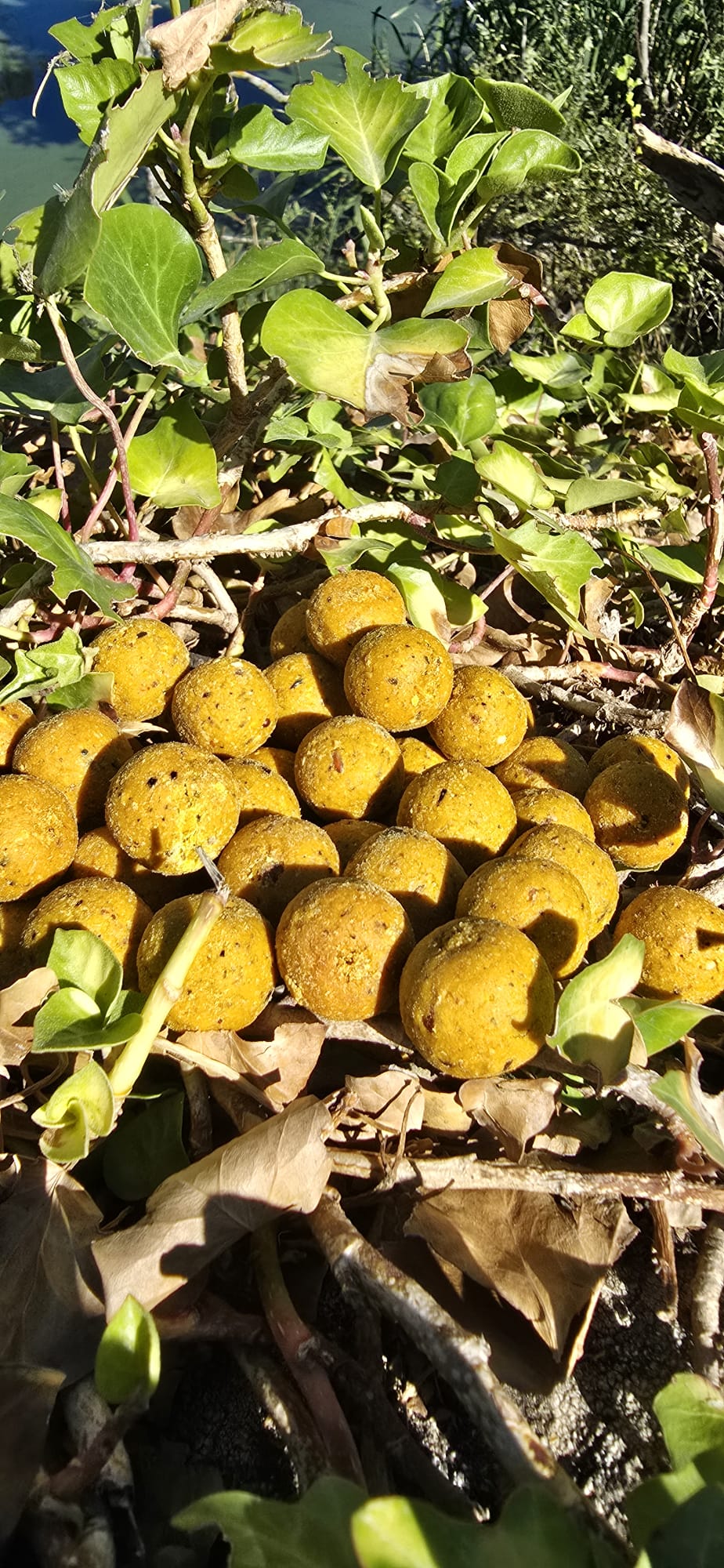 Kompas Boilies 900g